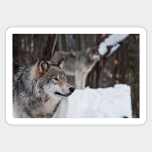 Gray Wolves Sticker